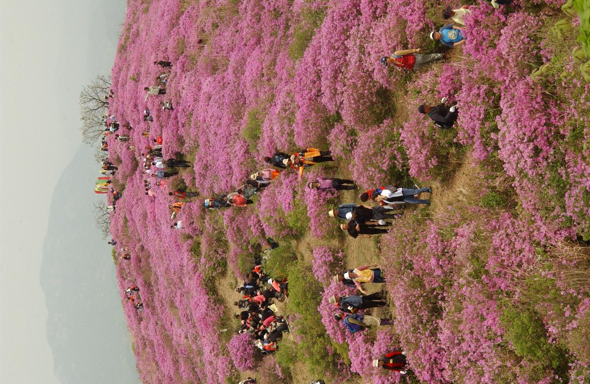 2005황매산철쭉 -3|주제별| 포토매니저