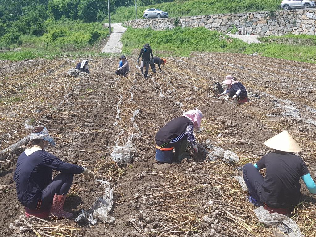 합천군 노인아동여성과, 마늘 수확 일손돕기에 구슬땀