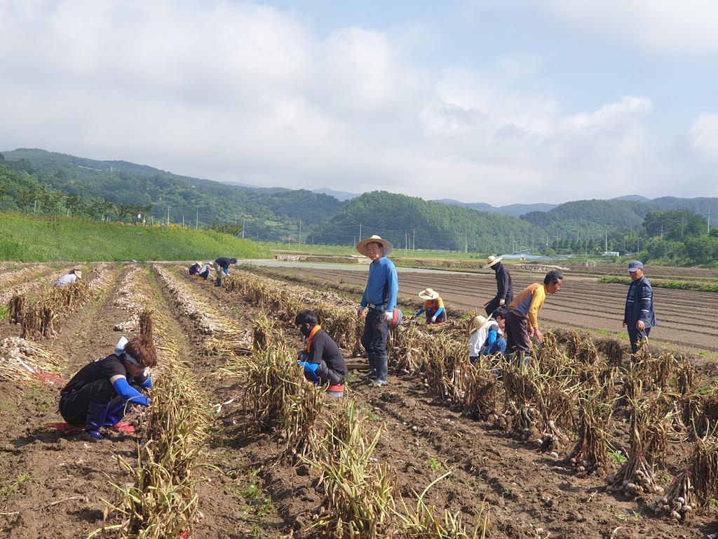 합천군 쌍백면사무소 및 건설과 직원 일동, 농촌일손돕기 실시
