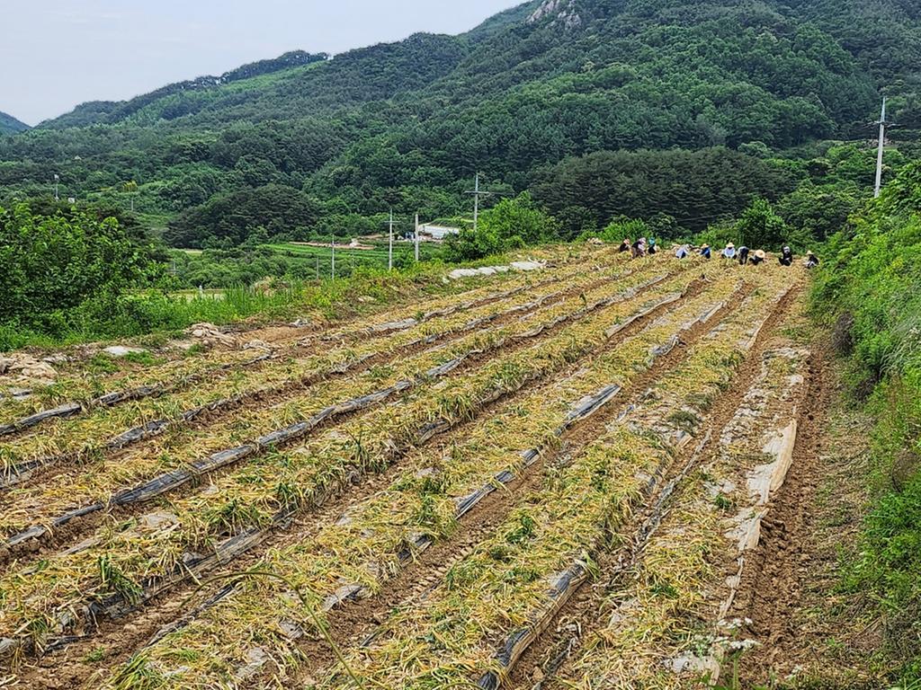 합천군 민원지적과, 농촌 일손돕기 ‘팔 걷어’