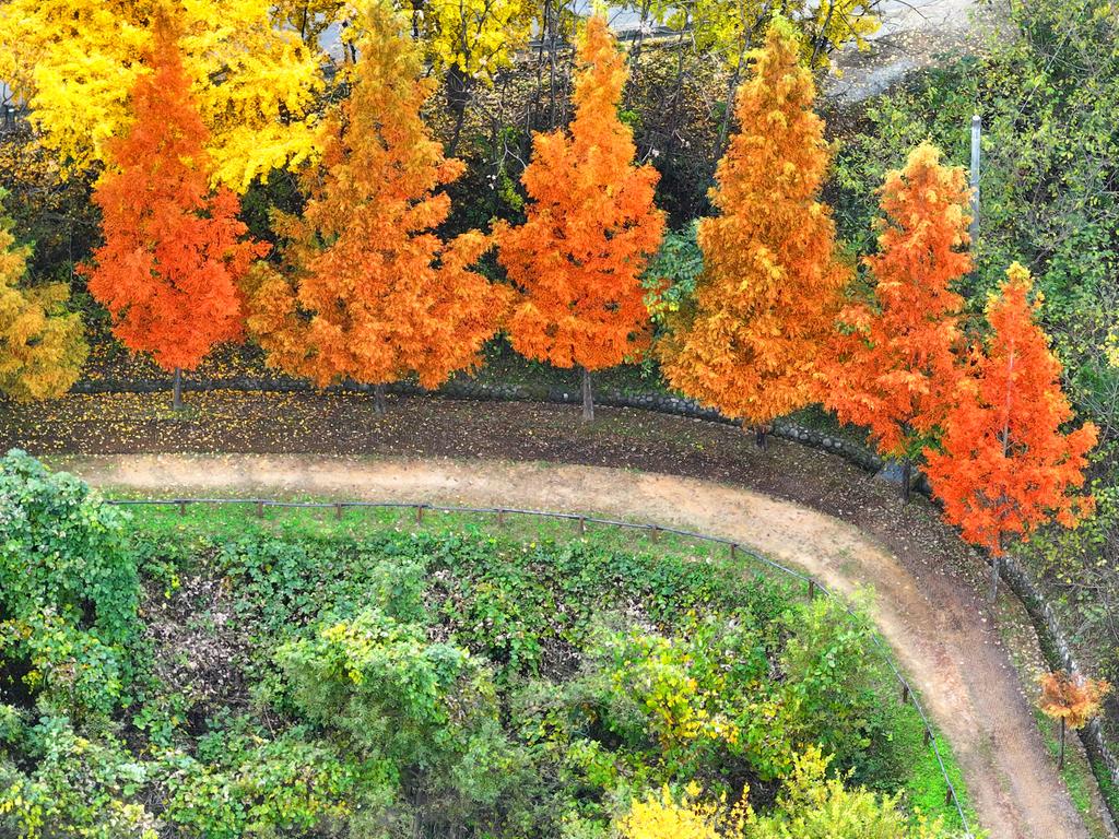 메타세콰이어길