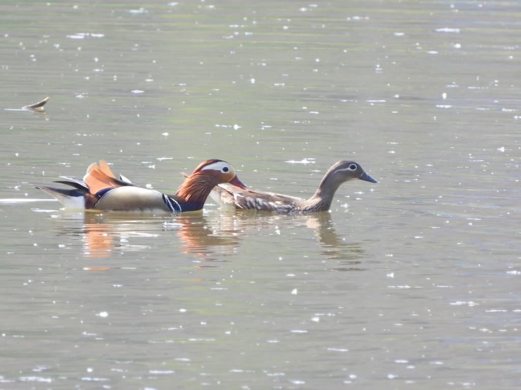원앙부부