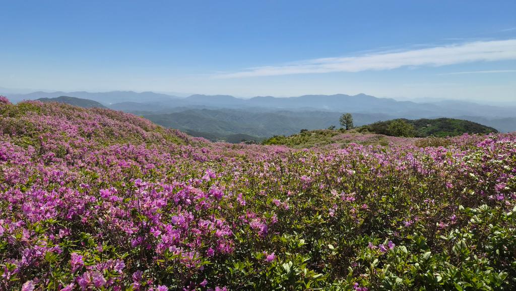 제1군락지