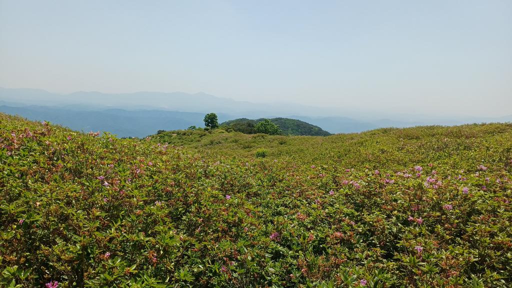 제1군락지