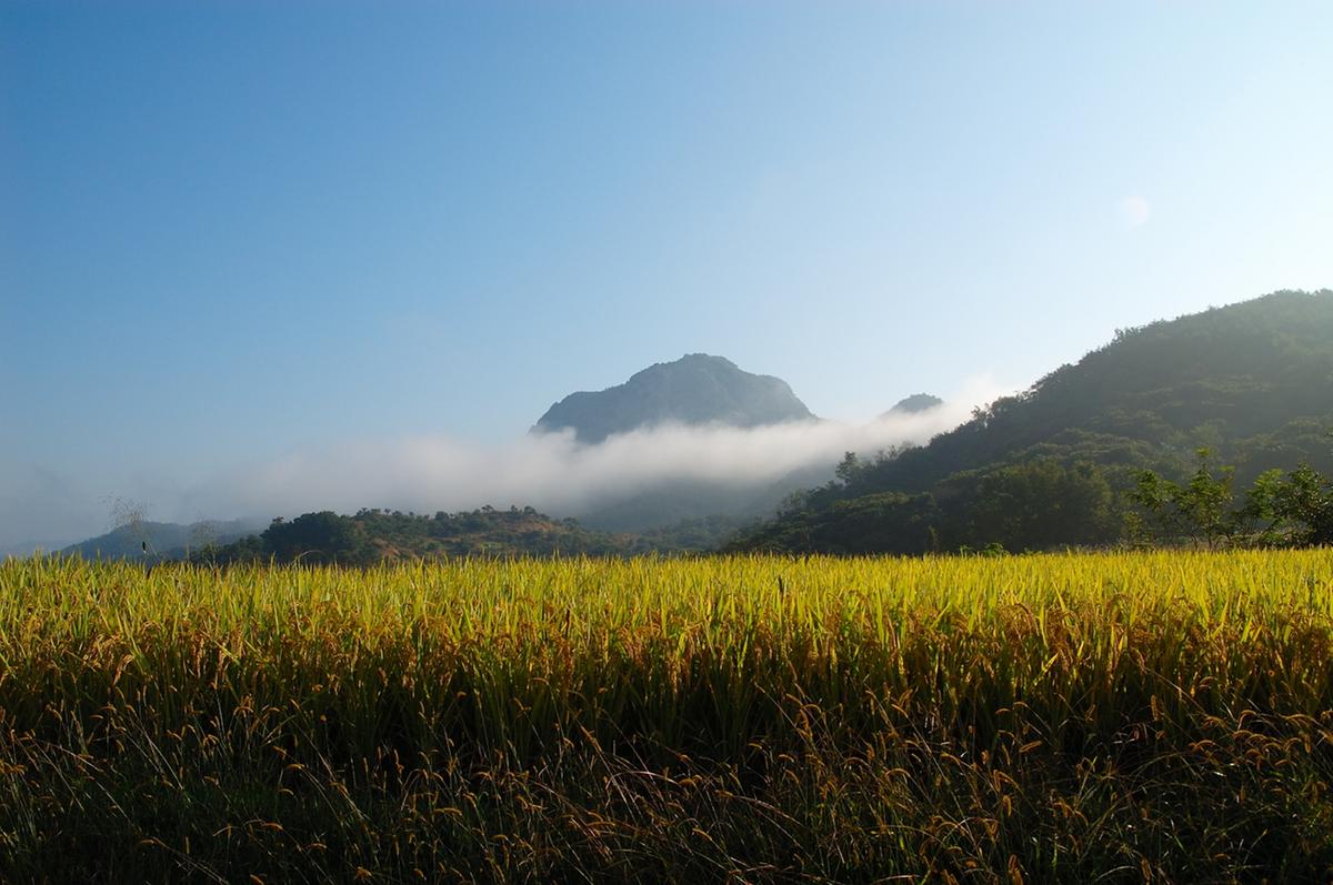 금성산