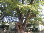 성산리느티나무