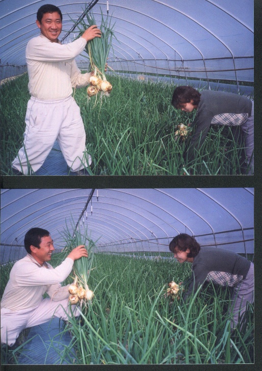 합천 싱싱양파