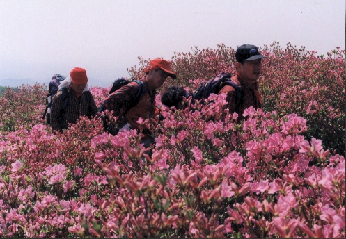 HC합천황매산철죽