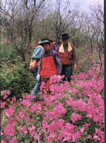 HC합천황매산철죽