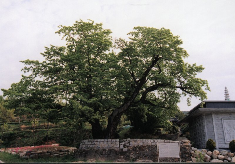 HAP합천이파