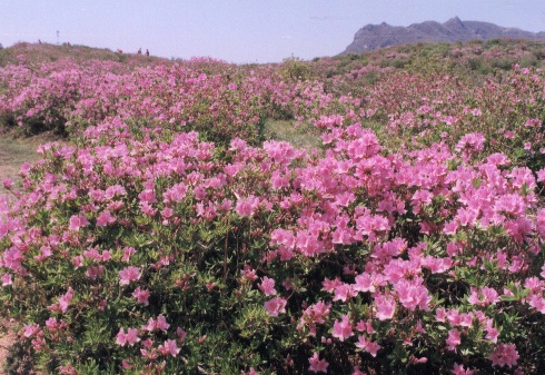 HAP합천철죽