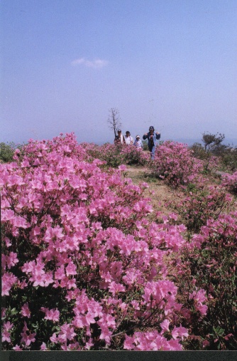 HAP합천철죽
