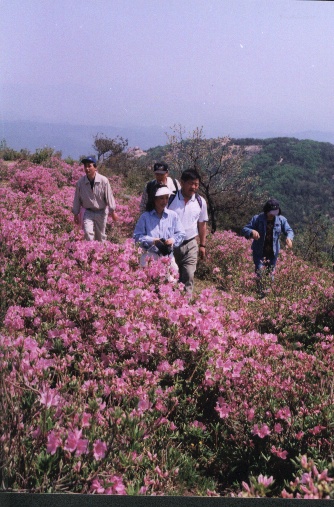 HAP합천철죽