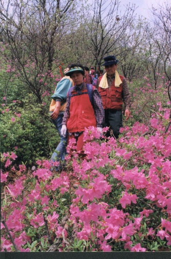 HAP합천철죽