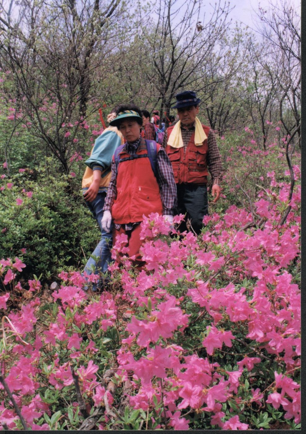 HAP합천황매산철죽과등산객