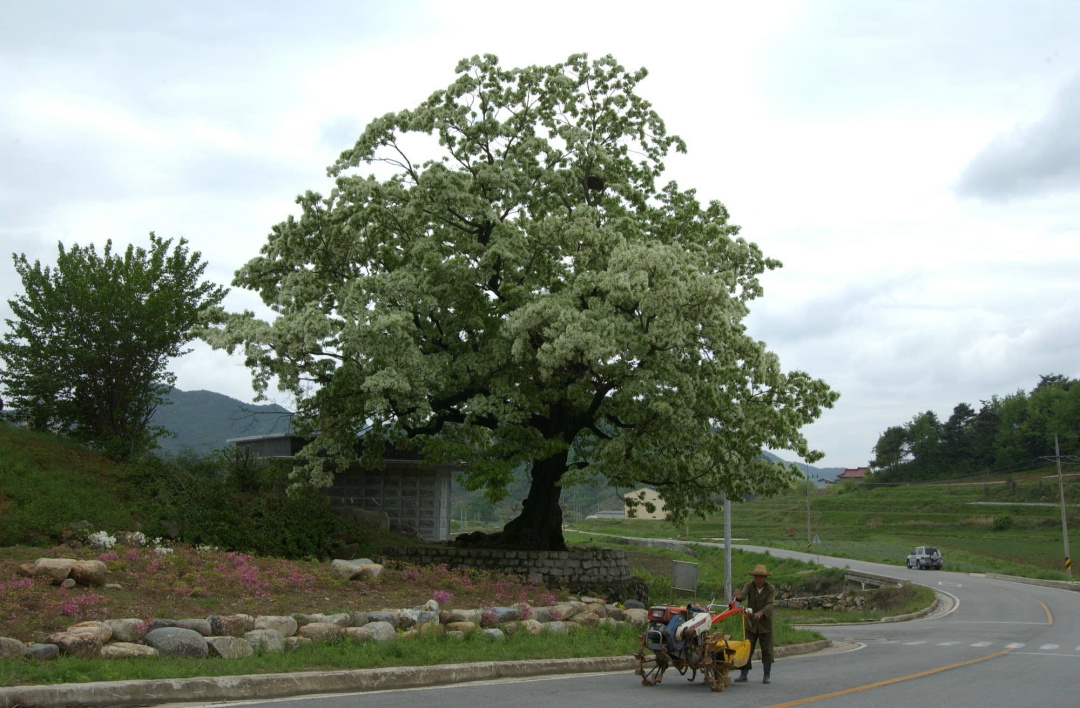 HC합천이파