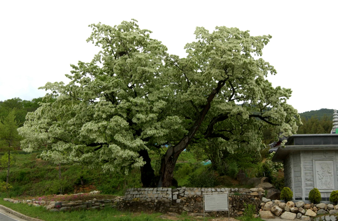 HC합천이파