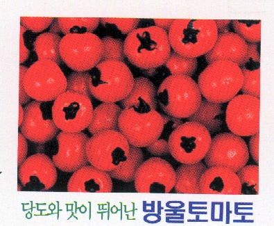 합천방울토마토
