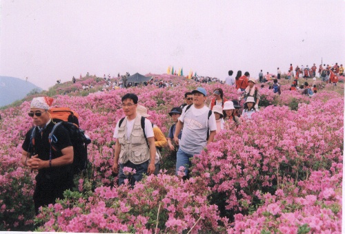 군보황매산철죽