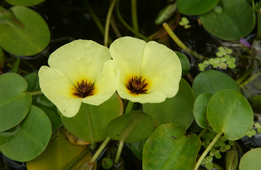 군보3-3연꽃개화