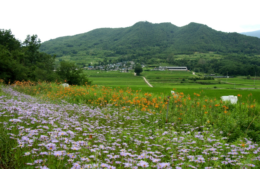군보3야생벌개미취개화전경