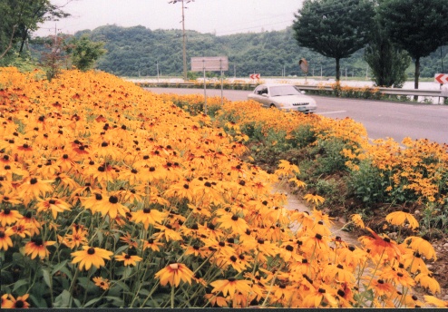 군보8합천댐도로변꽃길