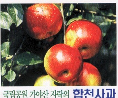 군보1합천사과