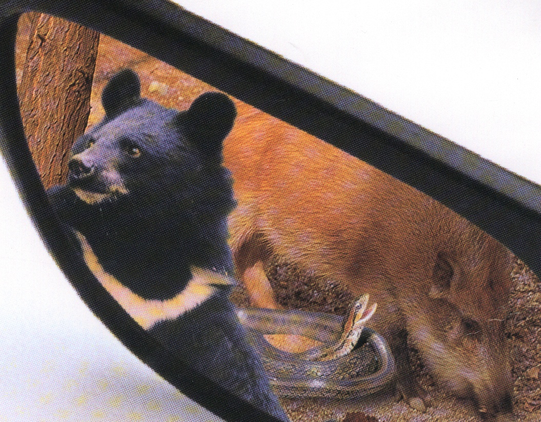 군보26합천야생동물밀렵