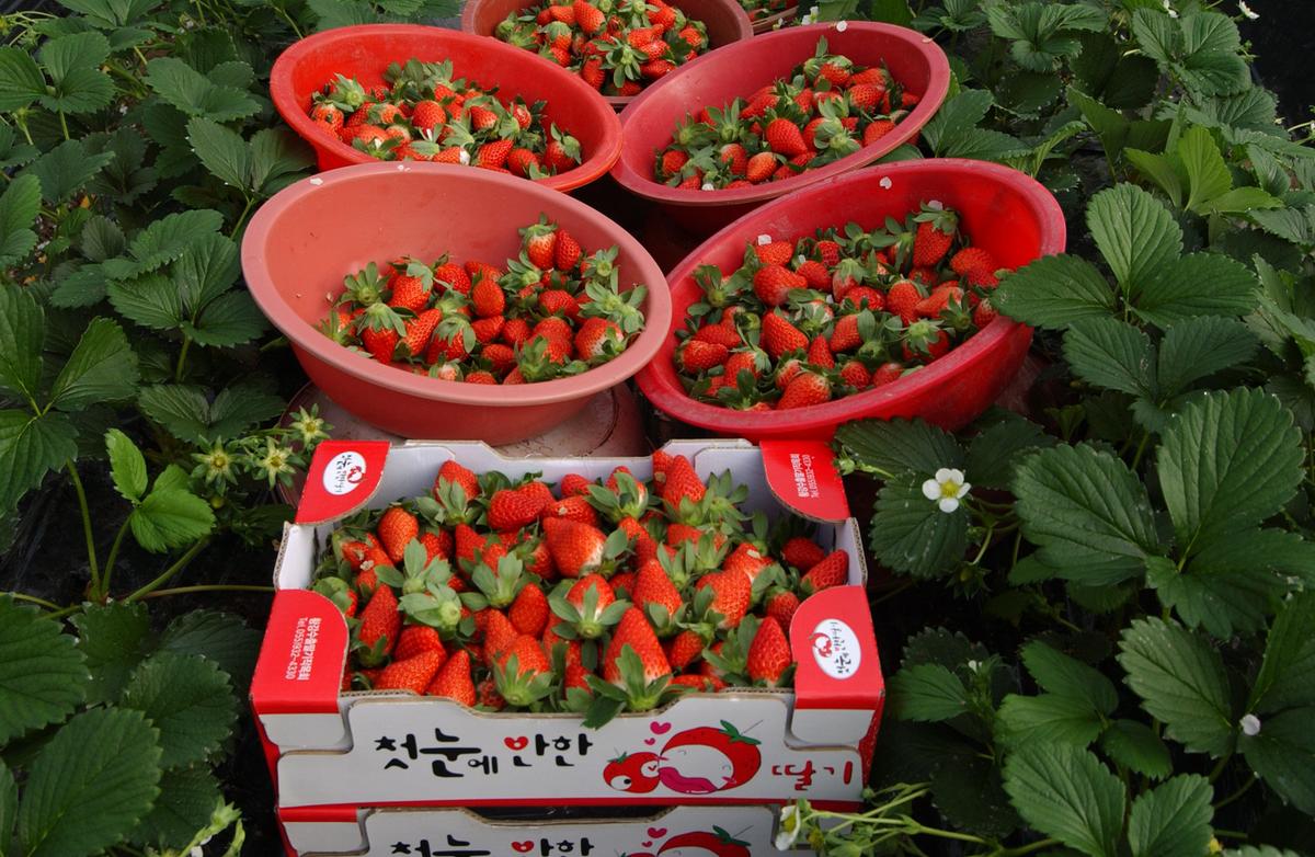 합천농산물신문광고자료2