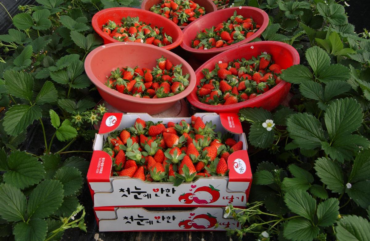 합천농산물신문광고자료2