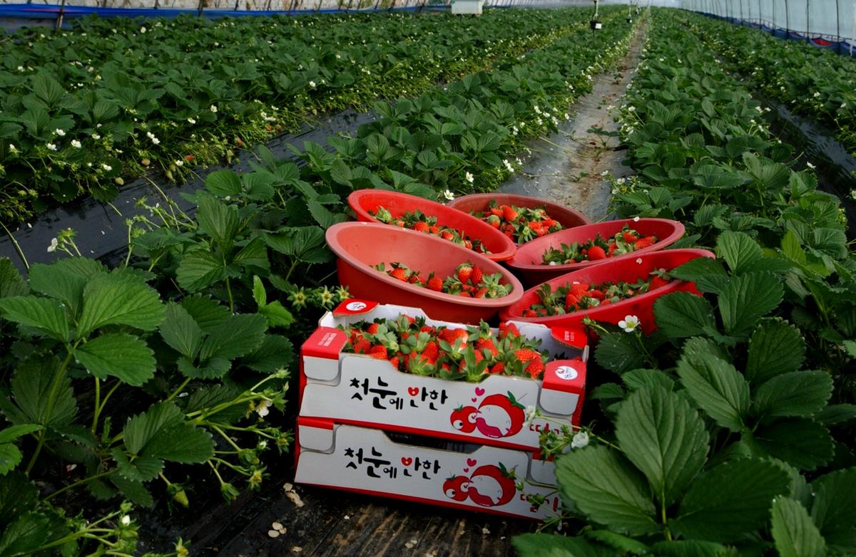 합천농산물신문광고자료2
