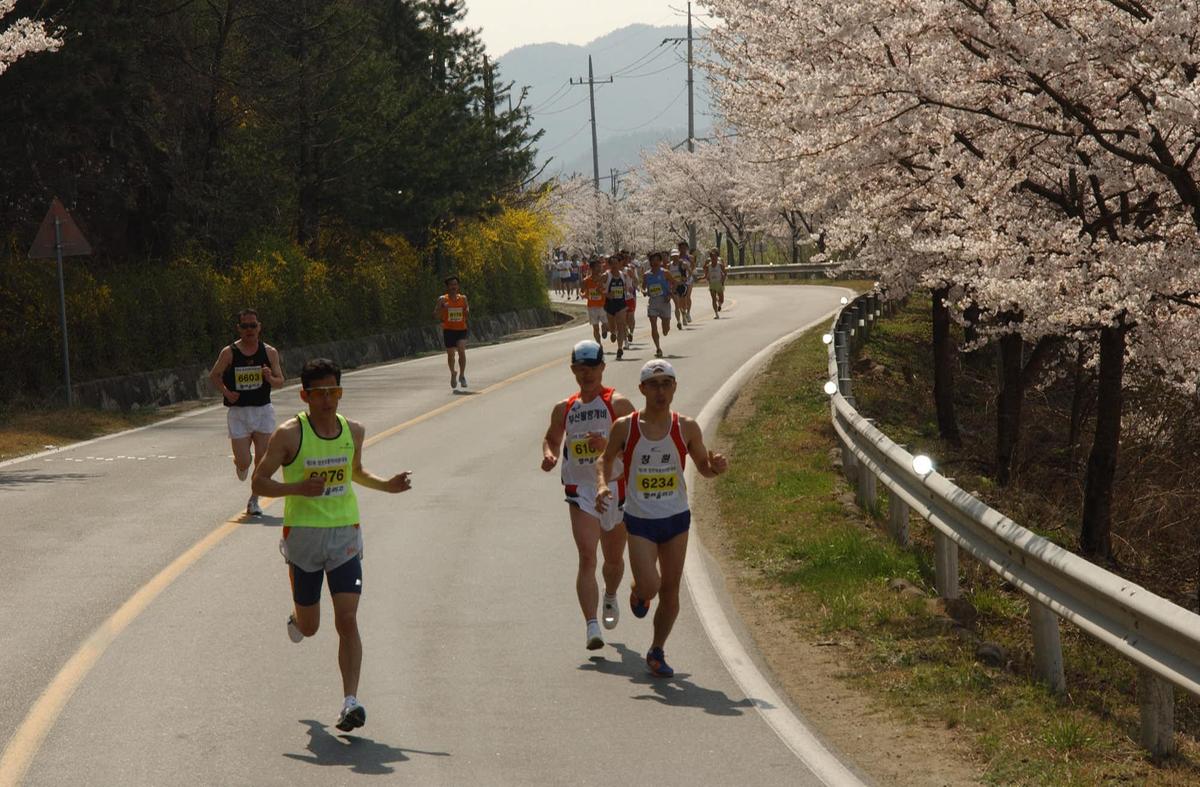 합천벛꽃마라톤대회