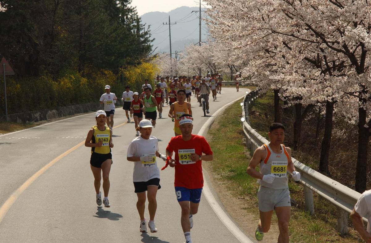 합천벛꽃마라톤대회