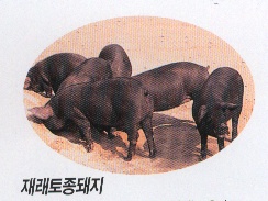 군보1토종돼지