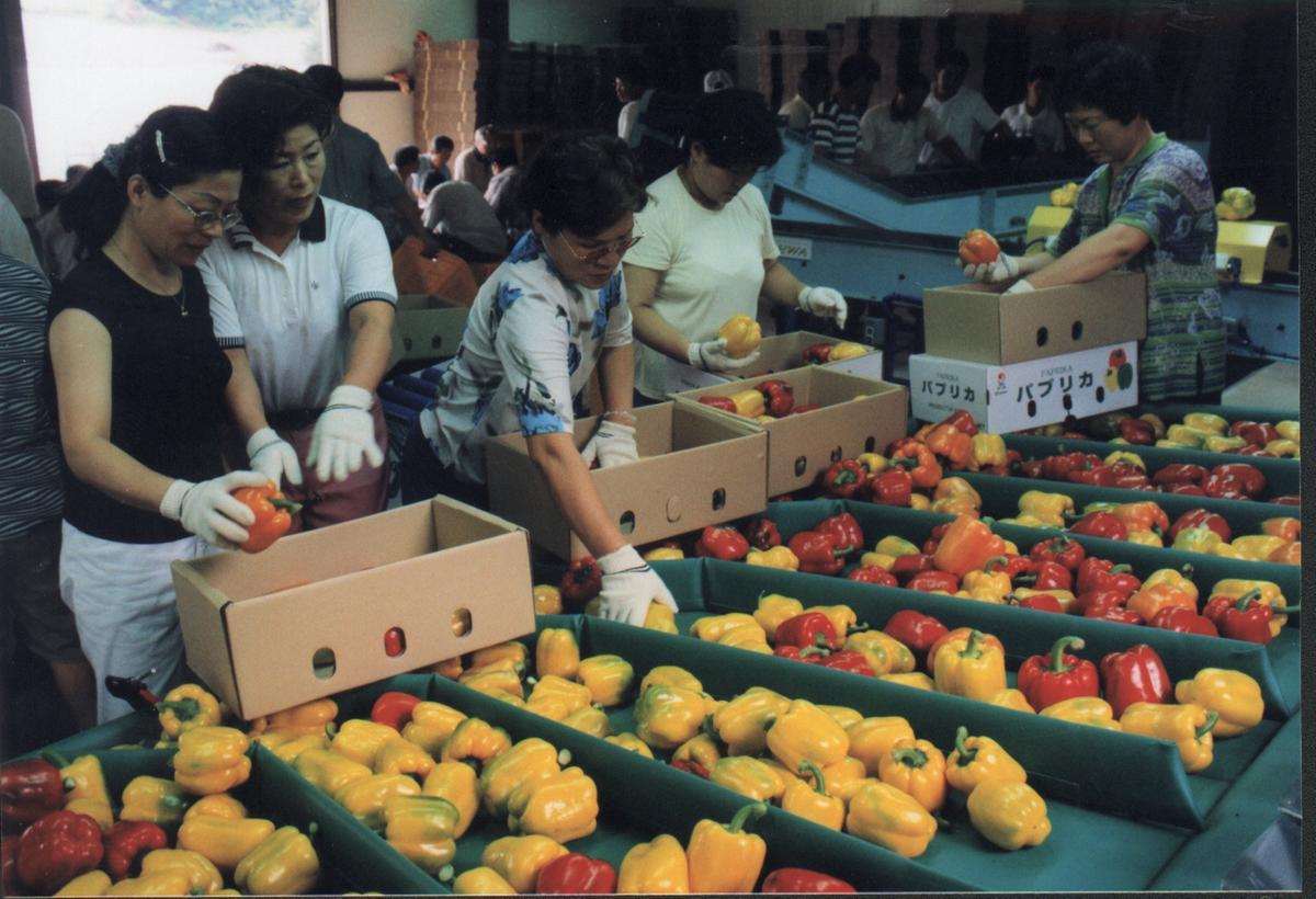 HAP합천파프리카수출