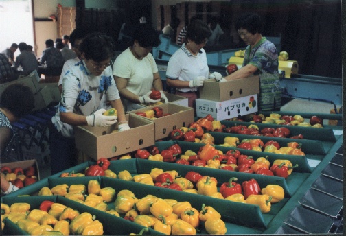HAP합천파프리카수출
