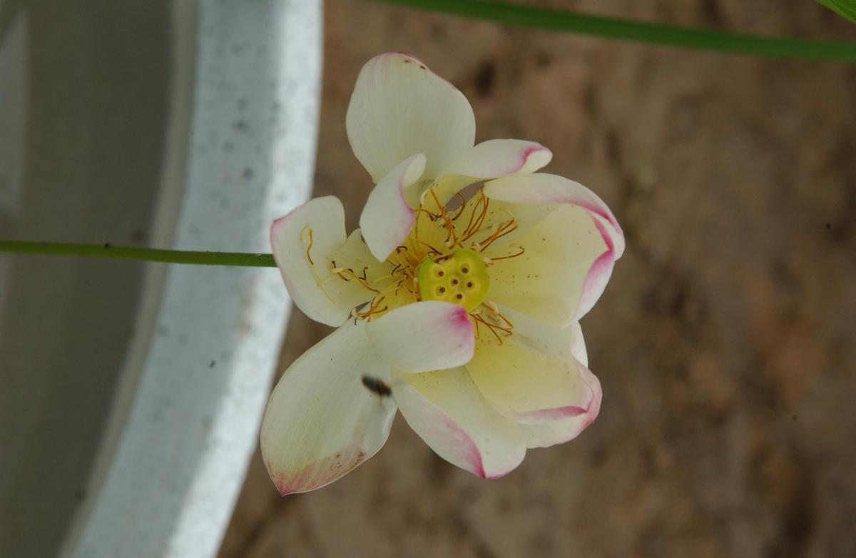 묘산야생화전시회