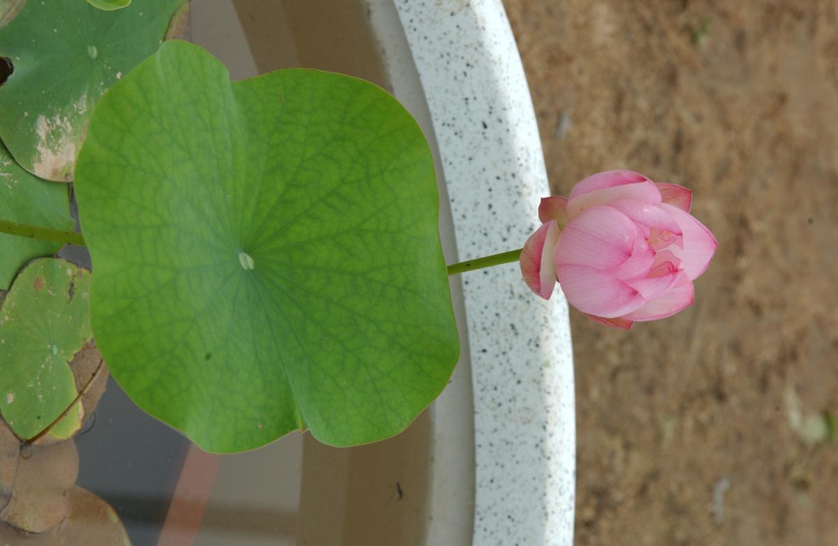 묘산야생화전시회