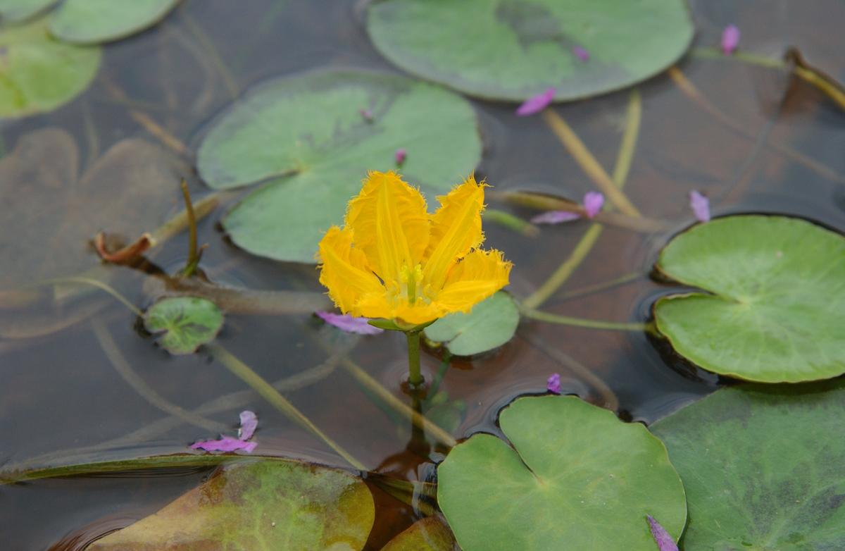 묘산야생화전시회