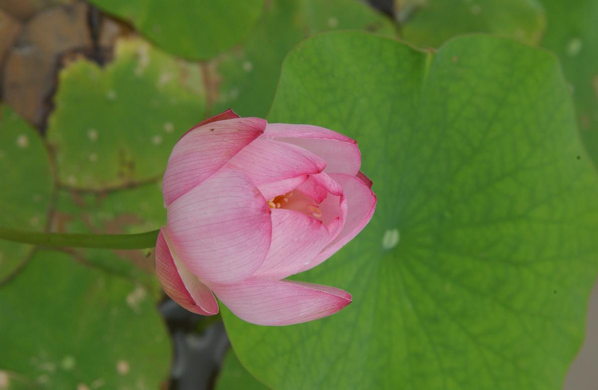 묘산야생화전시회