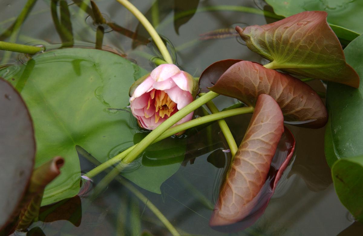 묘산야생화전시회