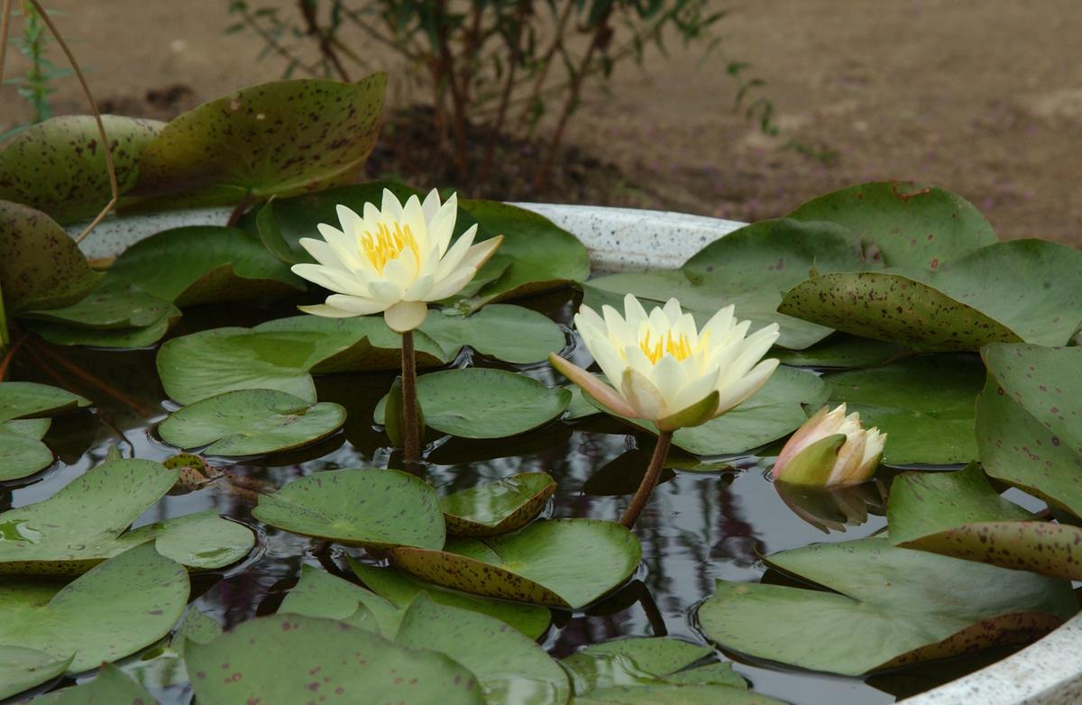 묘산야생화전시회