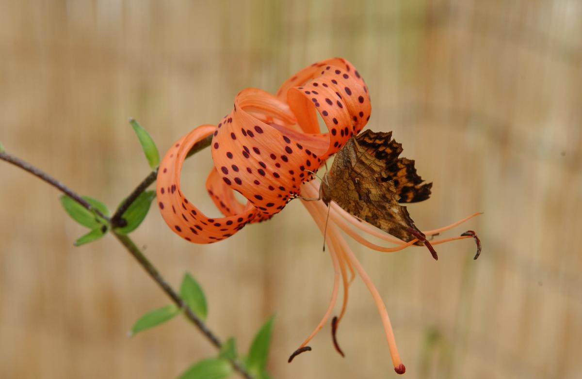 묘산야생화전시회