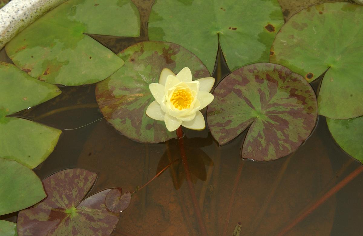 묘산야생화전시회