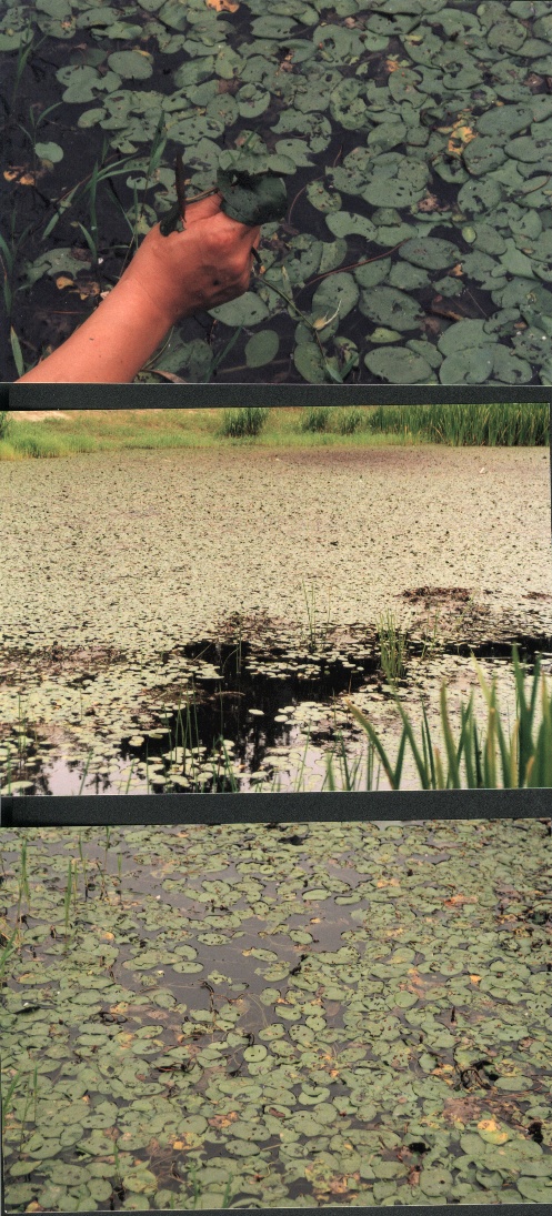 HC합천순채