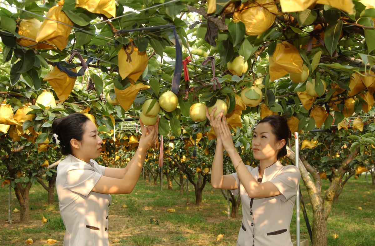 HC합천갑산배