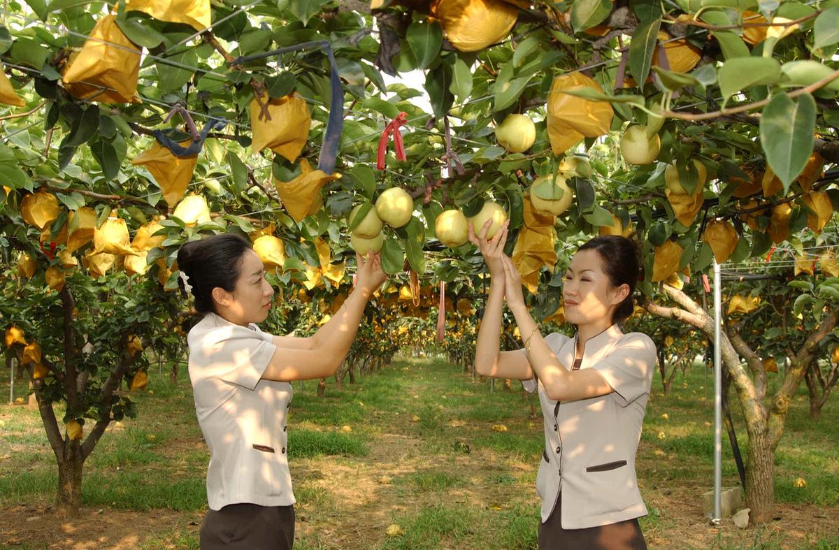 HC합천갑산배
