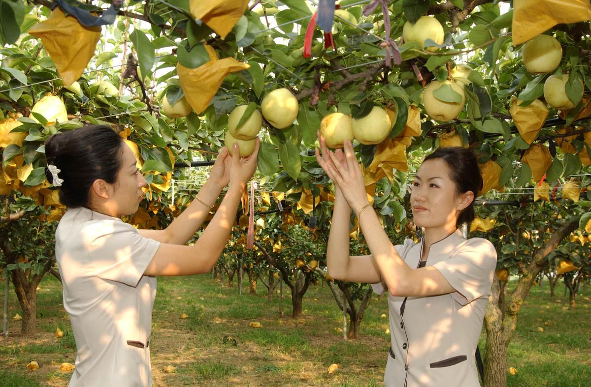 HC합천갑산배