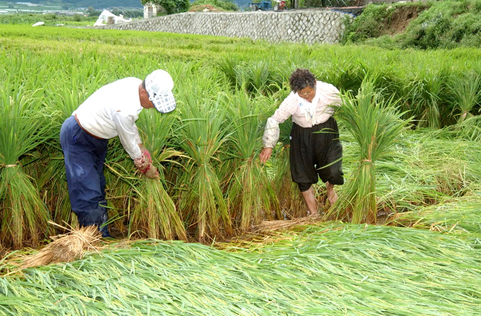 HC합천초계들녁누부부볘세우