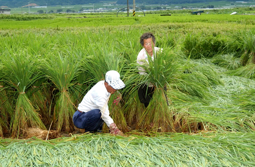 HC합천초계들녁누부부볘세우